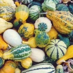 ORNAMENTAL GOURDS -SMALL