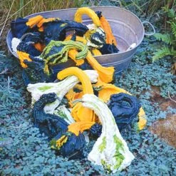 AUTUMN WINGS GOURDS-MEDIUM