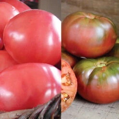 GRAFTED DOUBLE BRANDYWINE/CHEROKEE PURPLE