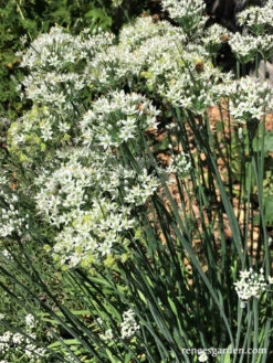 Garlic Chives -Parkseed Shop Garlic Chives 2