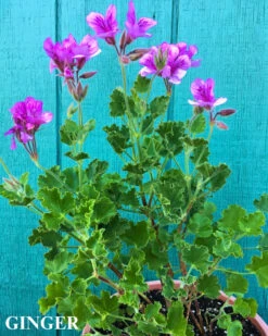 Trio III: Spice 13 Trio III: Spice -Parkseed Shop GingerTrioIII