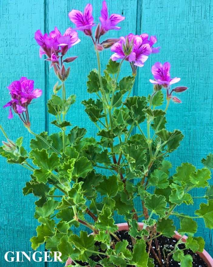 Trio III: Spice 8 Trio III: Spice - Image 6