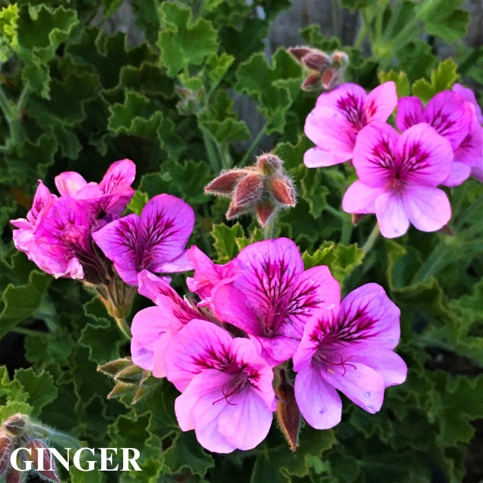 Trio III: Spice 4 Trio III: Spice - Image 2