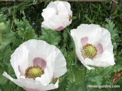 Hungarian Breadseed Poppy 16 Hungarian Breadseed Poppy -Parkseed Shop Hungarian Breadseed Poppy 2 on web
