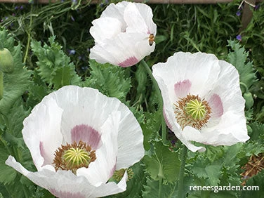Hungarian Breadseed Poppy 5 Hungarian Breadseed Poppy - Image 3