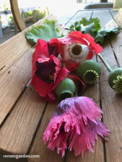 Pepperbox Poppy 27 Pepperbox Poppy -Parkseed Shop IMG 0439