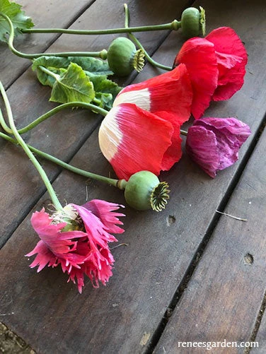 Pepperbox Poppy 4 Pepperbox Poppy - Image 2