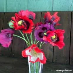 Pepperbox Poppy 21 Pepperbox Poppy -Parkseed Shop IMG 0459 2 on web