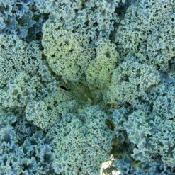 Parkseed Shop -Parkseed Shop KL370 2