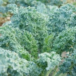 ARUN 8 ARUN -Parkseed Shop KL383 2