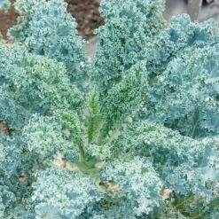 ARUN 9 ARUN -Parkseed Shop KL383 3