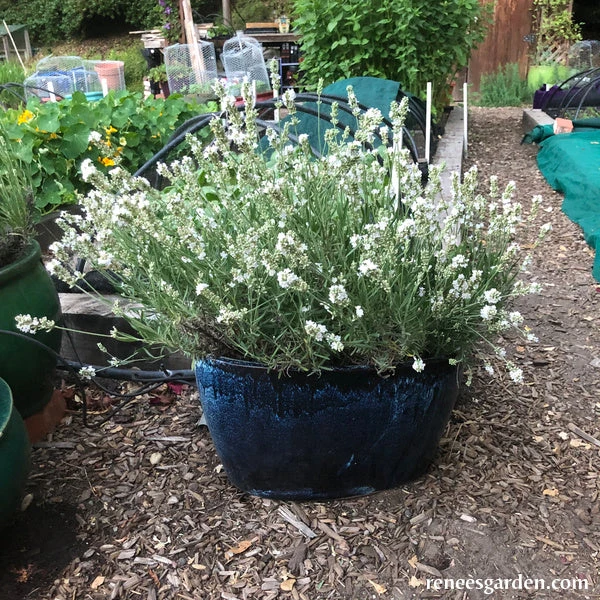 White Ice Lavender 4 White Ice Lavender - Image 2