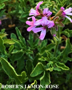 Trio II: Citrus 9 Trio II: Citrus -Parkseed Shop Lemon Rose