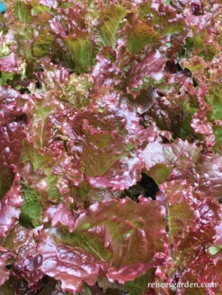 Redina -Parkseed Shop LettuceRedina organic 2