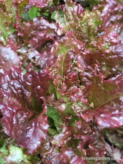 Redina -Parkseed Shop LettuceRedina organic 3