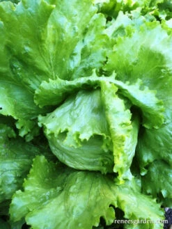 Webb’s Wonderful -Parkseed Shop LettuceWebbsWonderful13