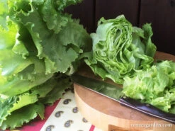 Webb’s Wonderful -Parkseed Shop LettuceWebbsWonderful14