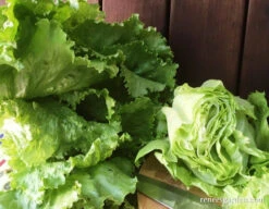 Webb’s Wonderful -Parkseed Shop LettuceWebbsWonderful15