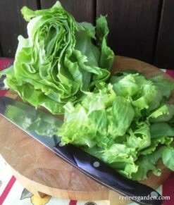 Webb’s Wonderful -Parkseed Shop LettuceWebbsWonderful19