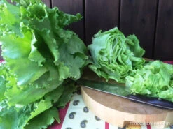 Webb’s Wonderful -Parkseed Shop LettuceWebbsWonderful8