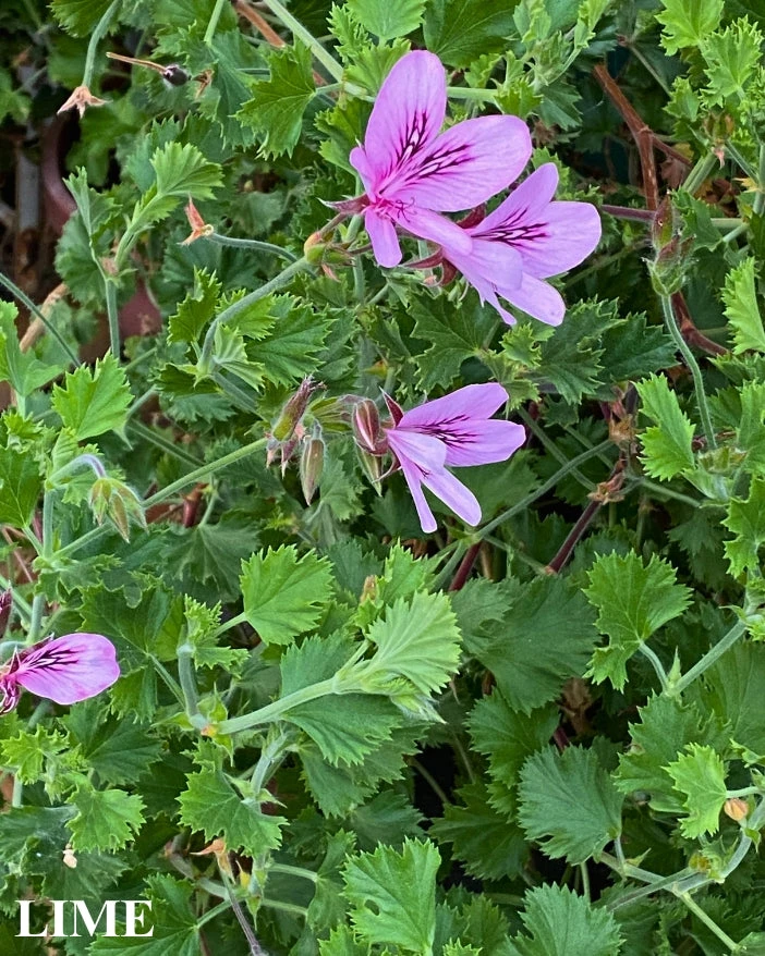 Trio II: Citrus 4 Trio II: Citrus - Image 2