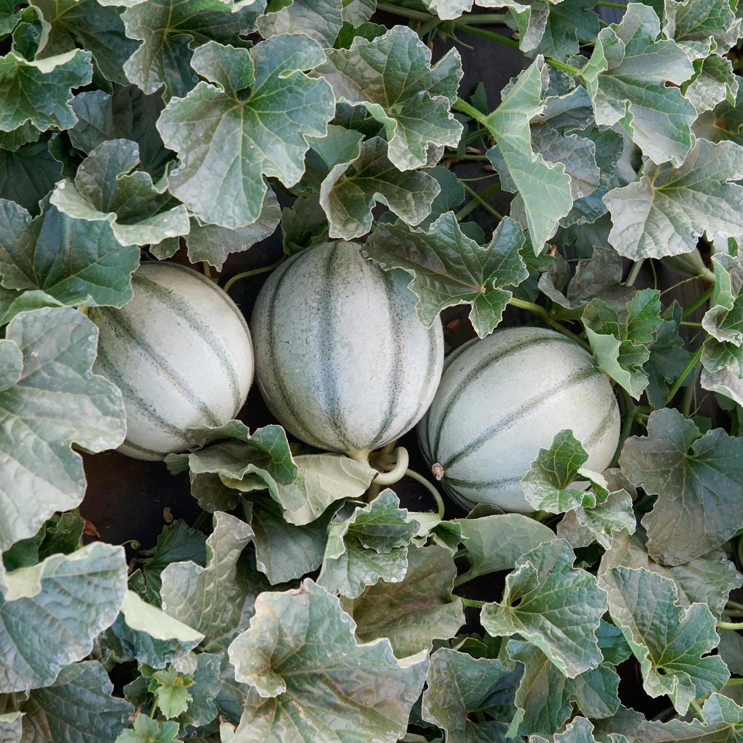 ALVARO 4 ALVARO - Image 2