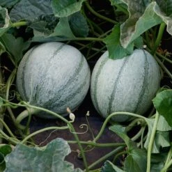 D'ARTAGNAN 7 D'ARTAGNAN -Parkseed Shop ML465 2