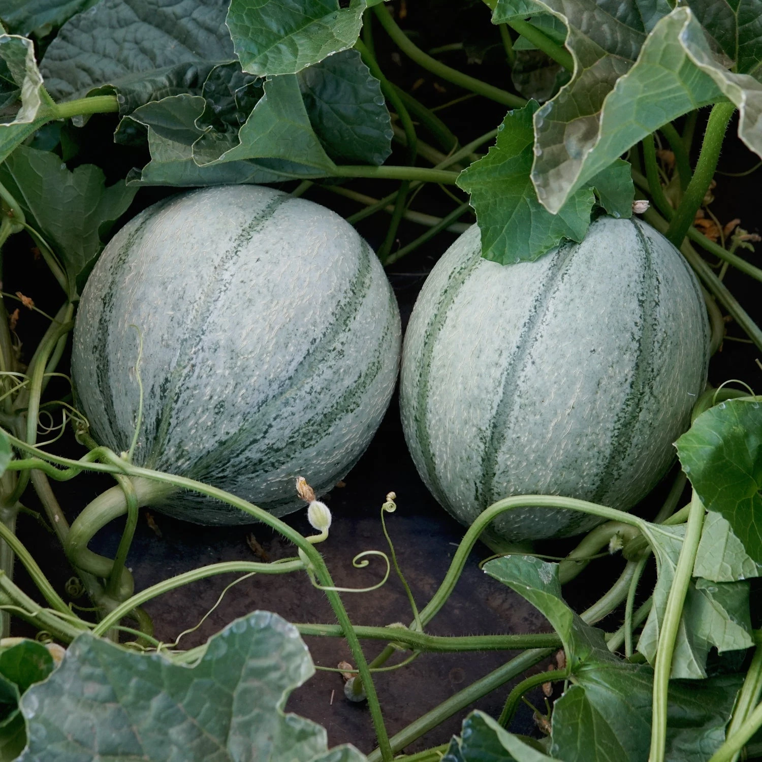 D'ARTAGNAN 5 D'ARTAGNAN - Image 3