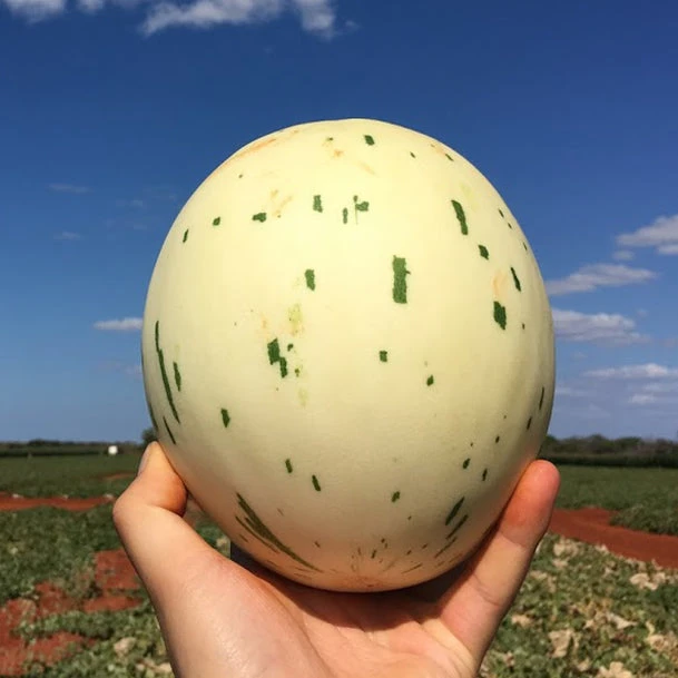 ORANGE SILVERWAVE 3 ORANGE SILVERWAVE