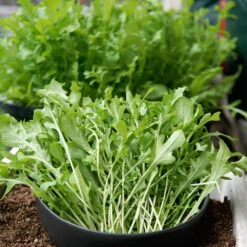 ARUGULA