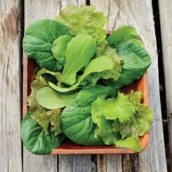 TANGY MESCLUN BLEND