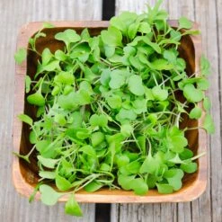MICROGREENS BLEND