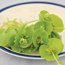 MINER'S LETTUCE