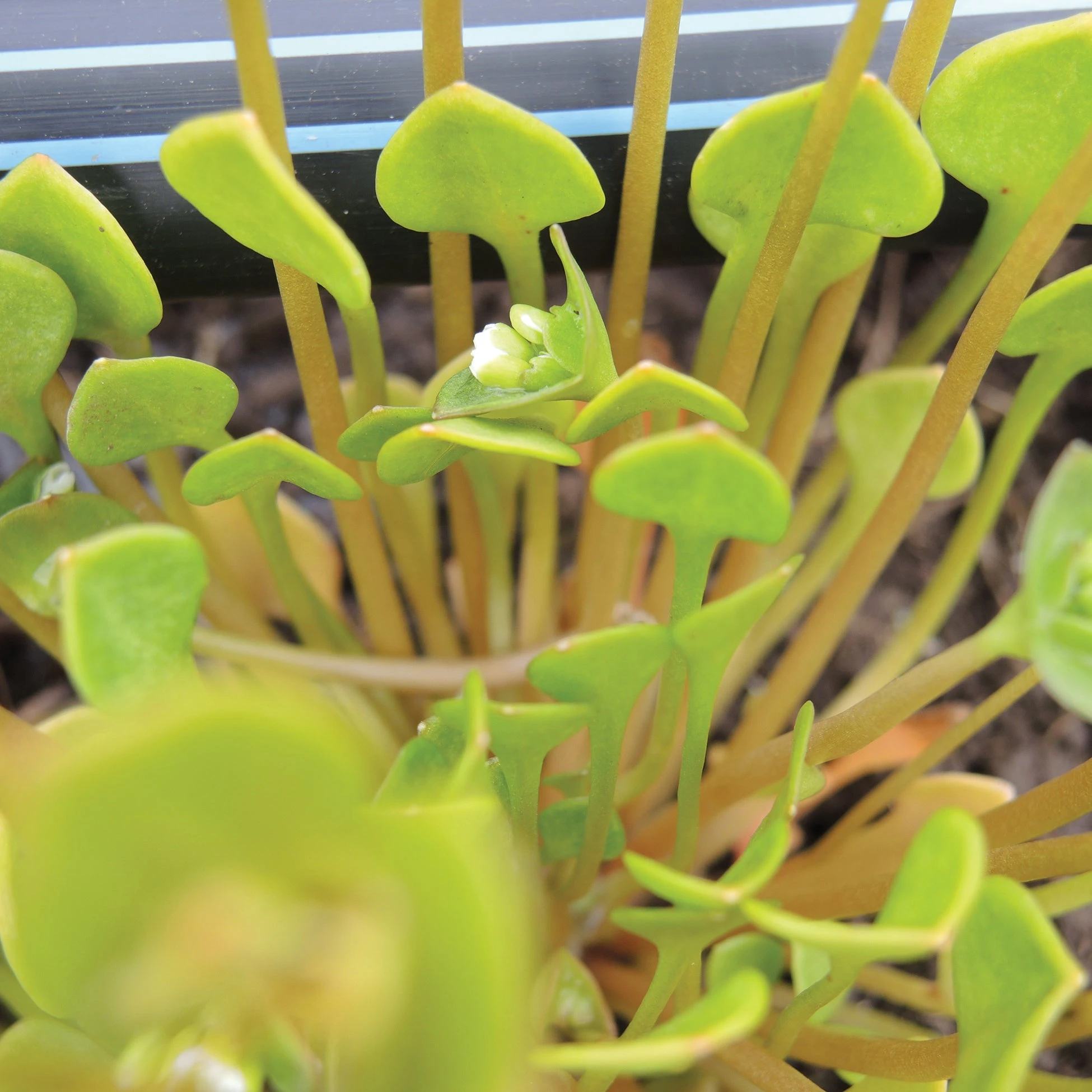 MINER'S LETTUCE 4 MINER'S LETTUCE - Image 2