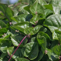 RED MALABAR SPINACH