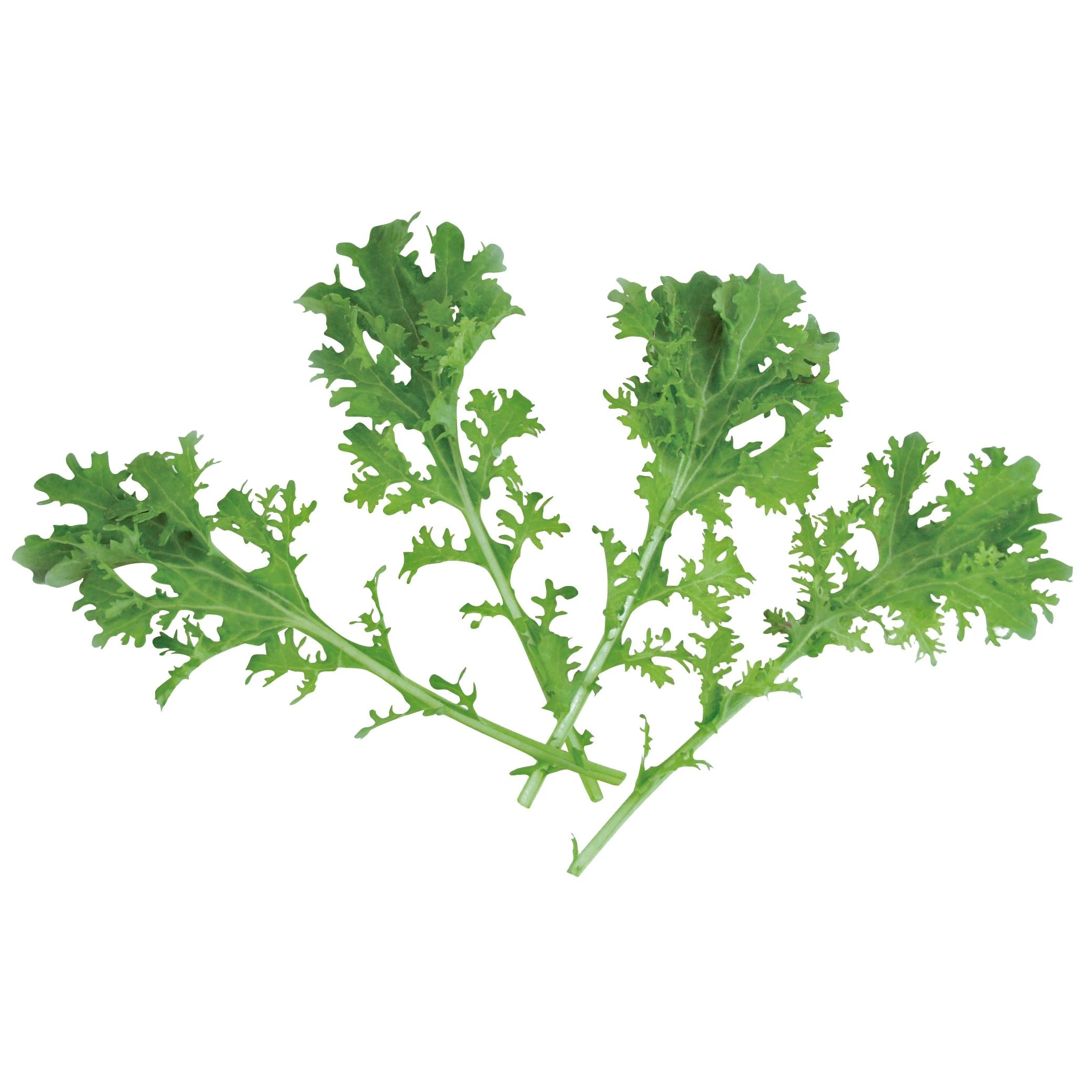 FRIZZY JOE 4 FRIZZY JOE - Image 2