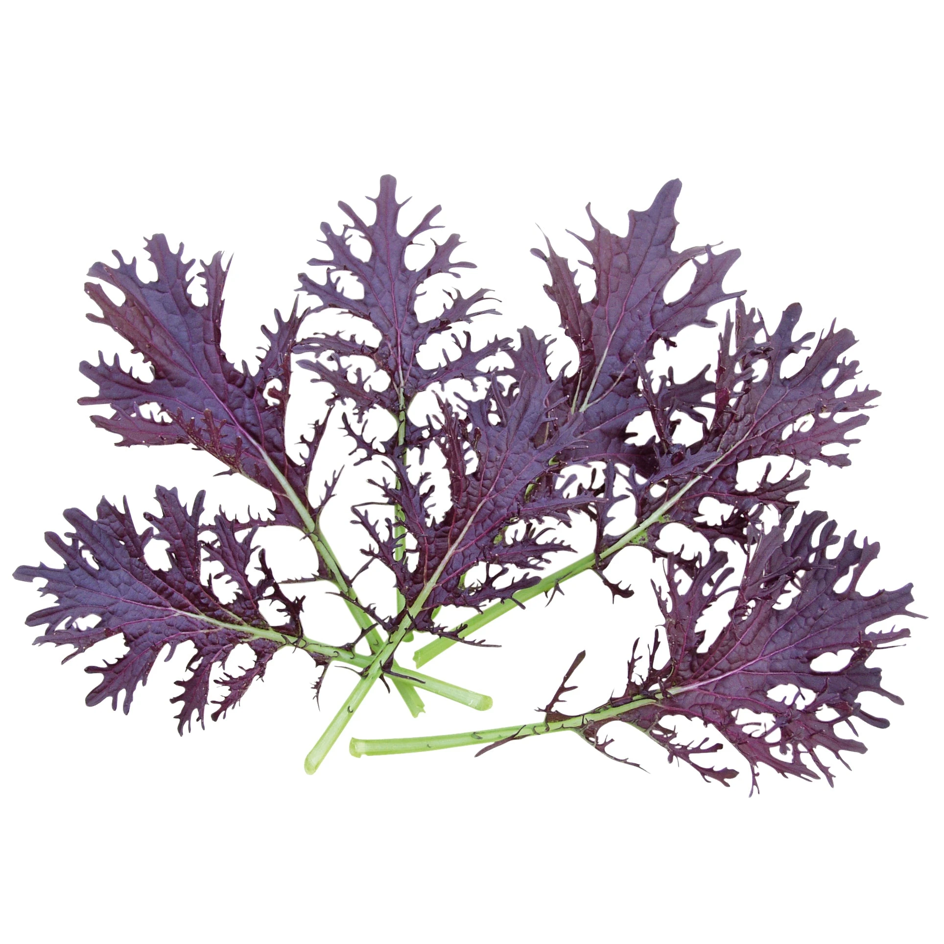 FRIZZY LIZZY 4 FRIZZY LIZZY - Image 2