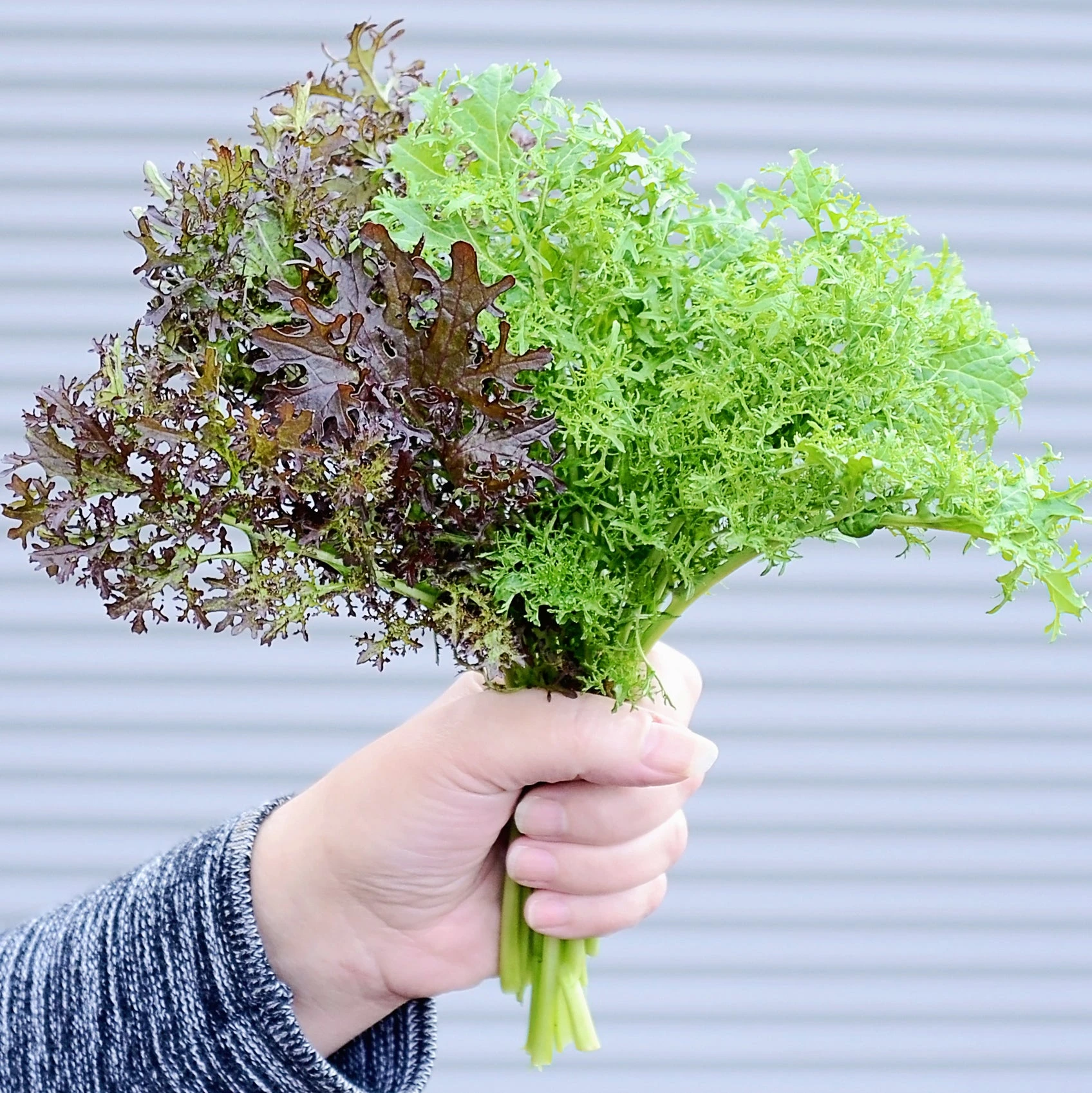 FRIZZY JOE 5 FRIZZY JOE - Image 3