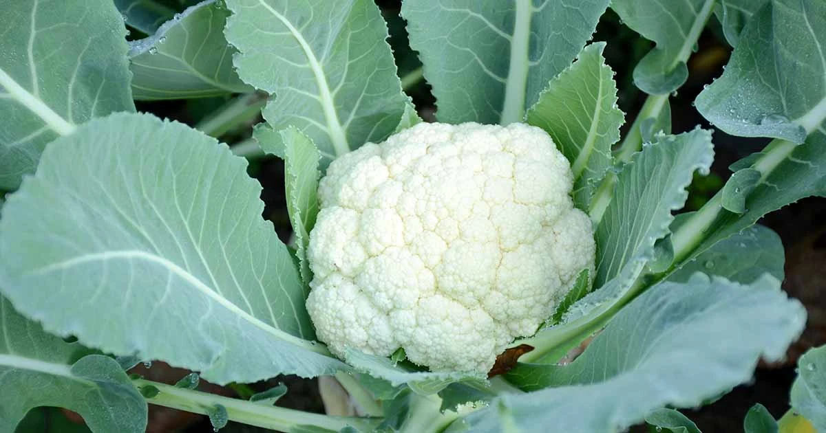 Parkseed Shop -Parkseed Shop Miracle Cauliflower Seeds