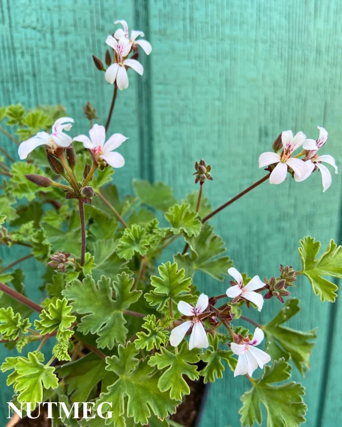 Trio III: Spice 7 Trio III: Spice - Image 5