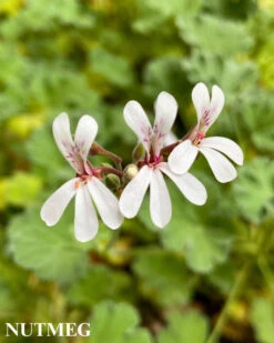 Trio III: Spice 10 Trio III: Spice -Parkseed Shop NutmegII