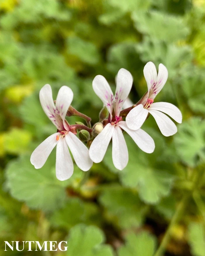 Trio III: Spice 5 Trio III: Spice - Image 3