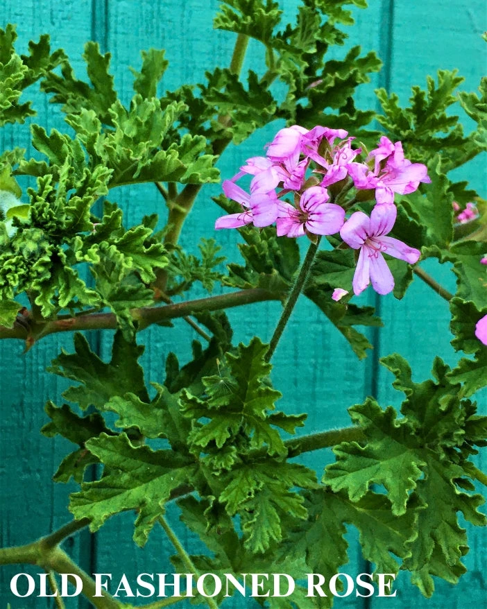 Trio I: Chocolate And Roses 10 Trio I: Chocolate And Roses - Image 8