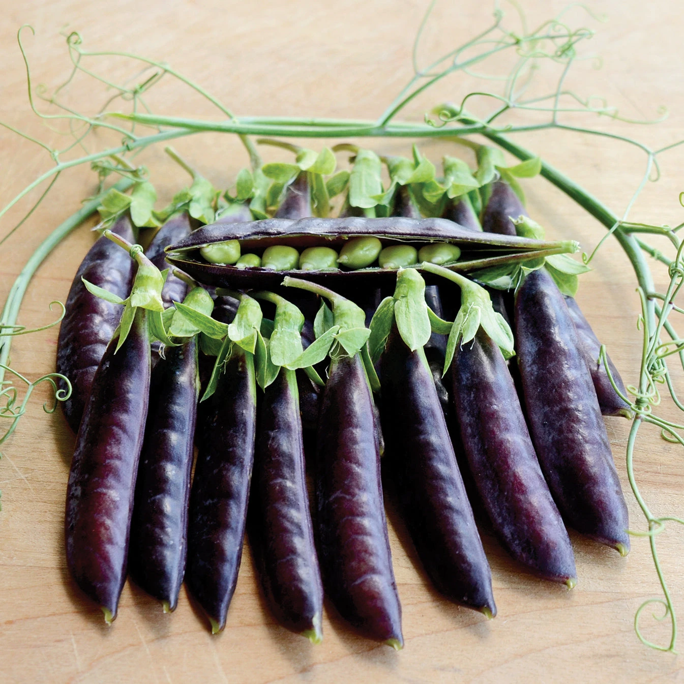 SUGAR MAGNOLIA 3 SUGAR MAGNOLIA