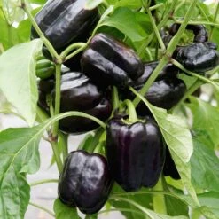 DRAGONFLY -Parkseed Shop PP658 2