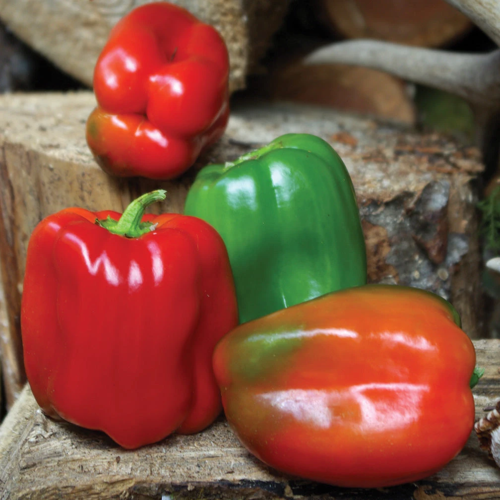 WONDER BELL 3 WONDER BELL