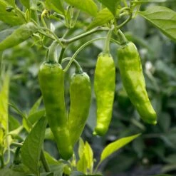 TAKARA -Parkseed Shop PP704 3