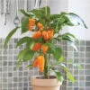 FRESH BITES ORANGE -Parkseed Shop PP709