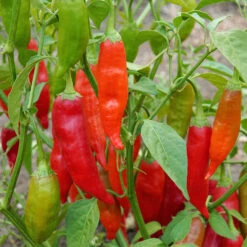 AJI RICO -Parkseed Shop PP730 3