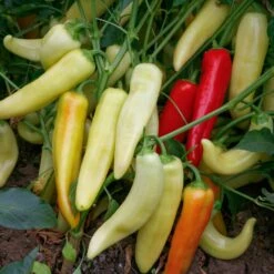 Parkseed Shop -Parkseed Shop PP731 2